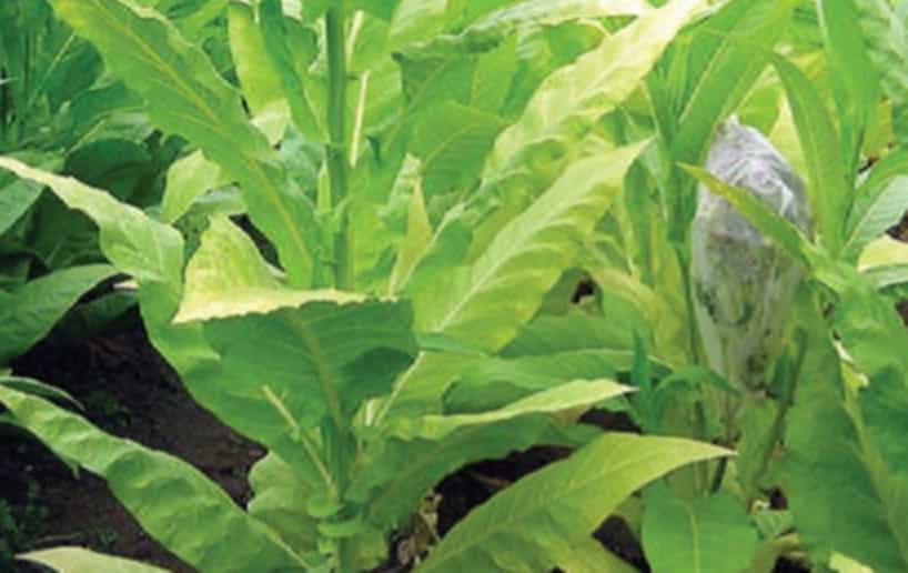 Burley tobacco plants in a field